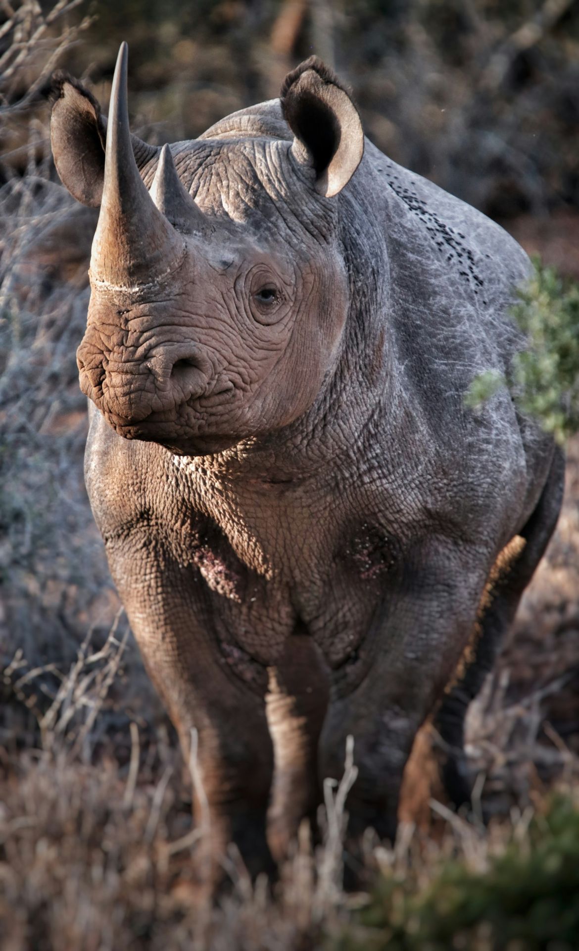 Namibian Rhino trekking